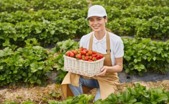 Fruit Farm Worker Jobs in Canada