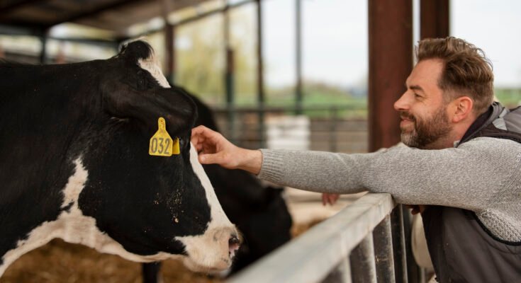 Dairy Farm Worker Jobs in Australia