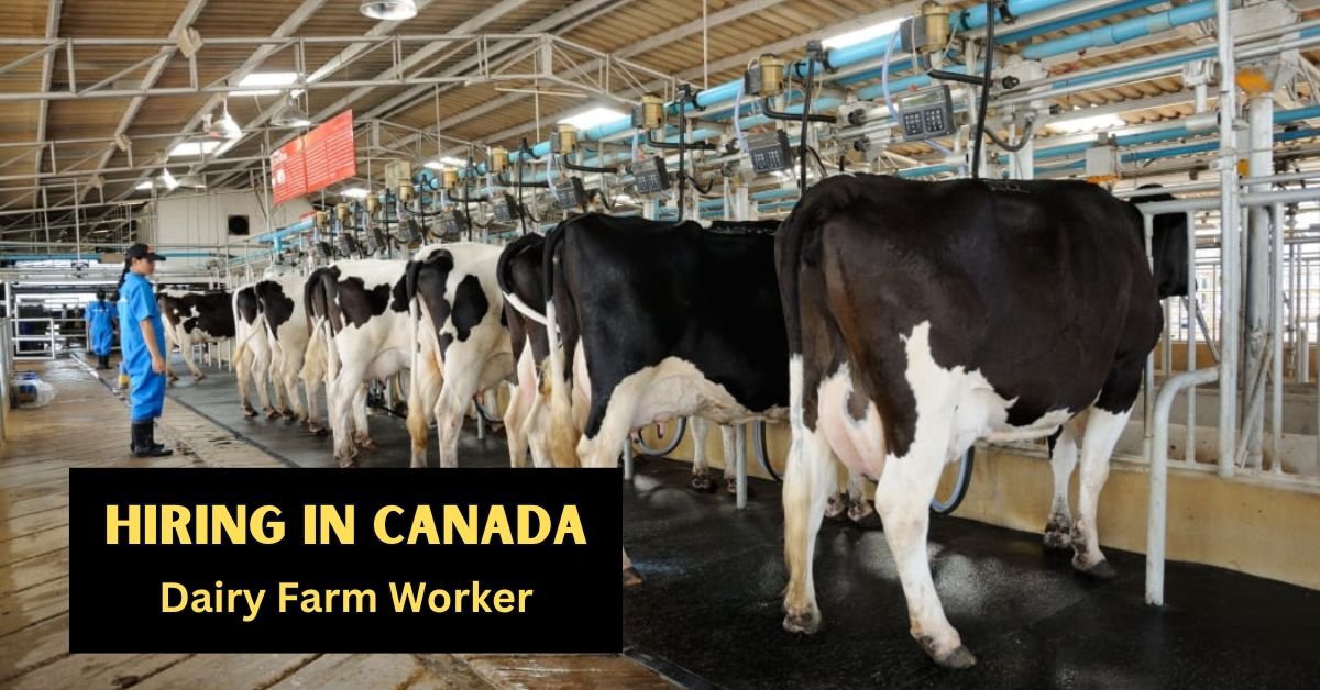 Dairy Farm Worker Jobs in Canada