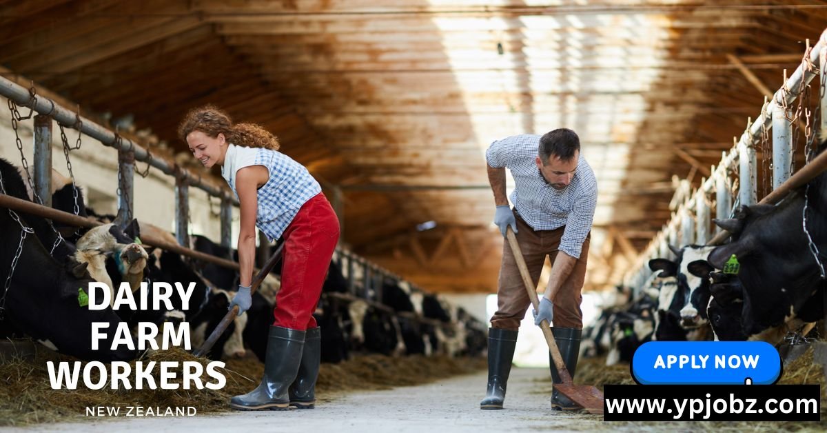 Dairy Farm Workers Jobs in New Zealand